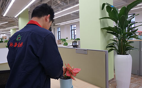 VSport-胜利园林推荐：适合在办公室桌面上养的盆栽绿植！