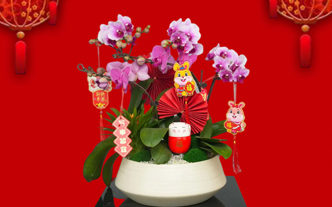 年花朵朵开 | VSport-胜利园林新春年桔和年花开启预定